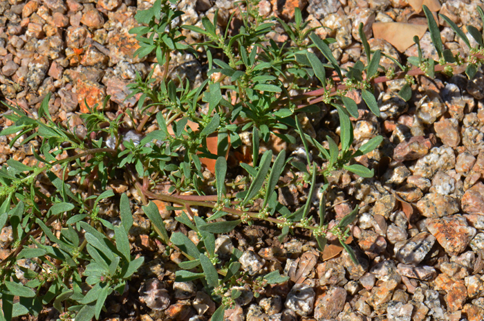 Nuttall's Povertyweed is a native plant that is considered a weed by few authorities, likely because the plants are often found in disturbed areas. Monolepis nuttalliana 
